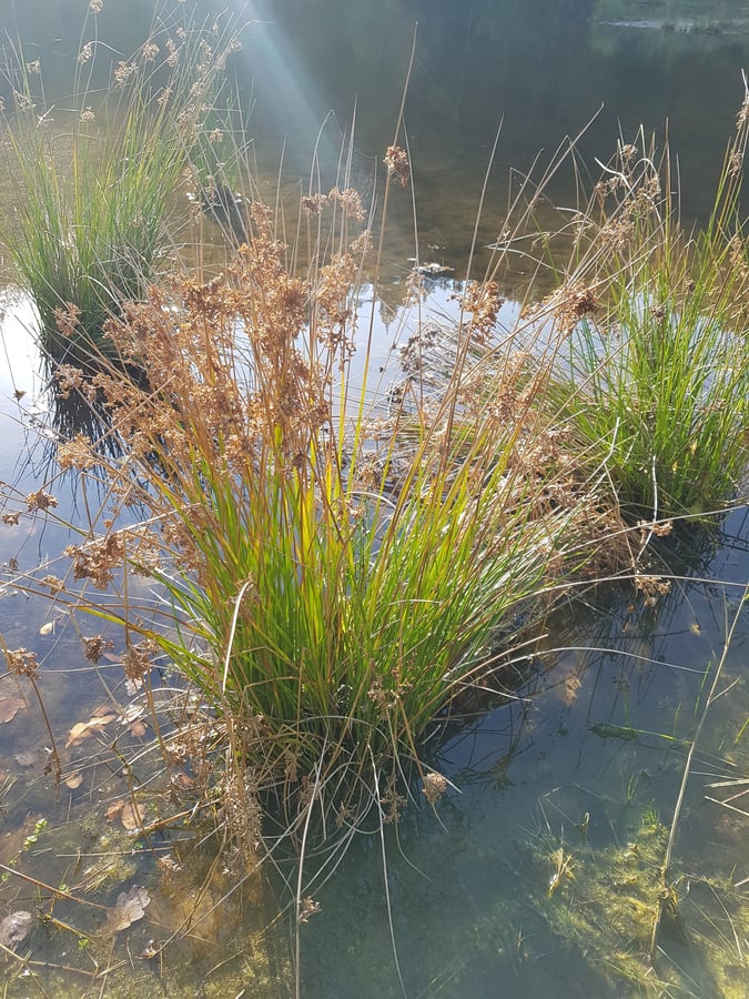 Sítina rozkladitá / Juncus effusus L