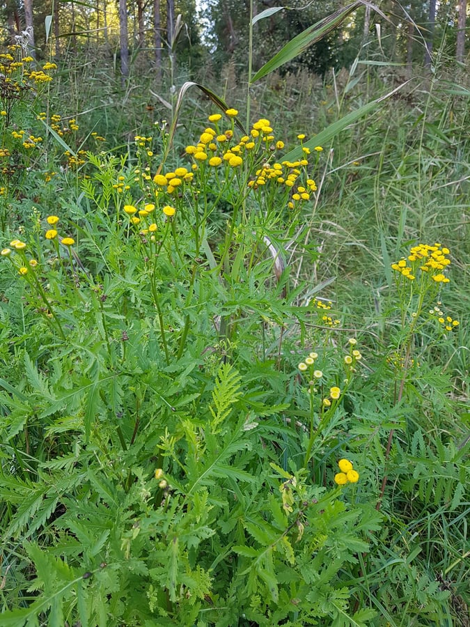 Vratič obecný / Tanacetum vulgare L.