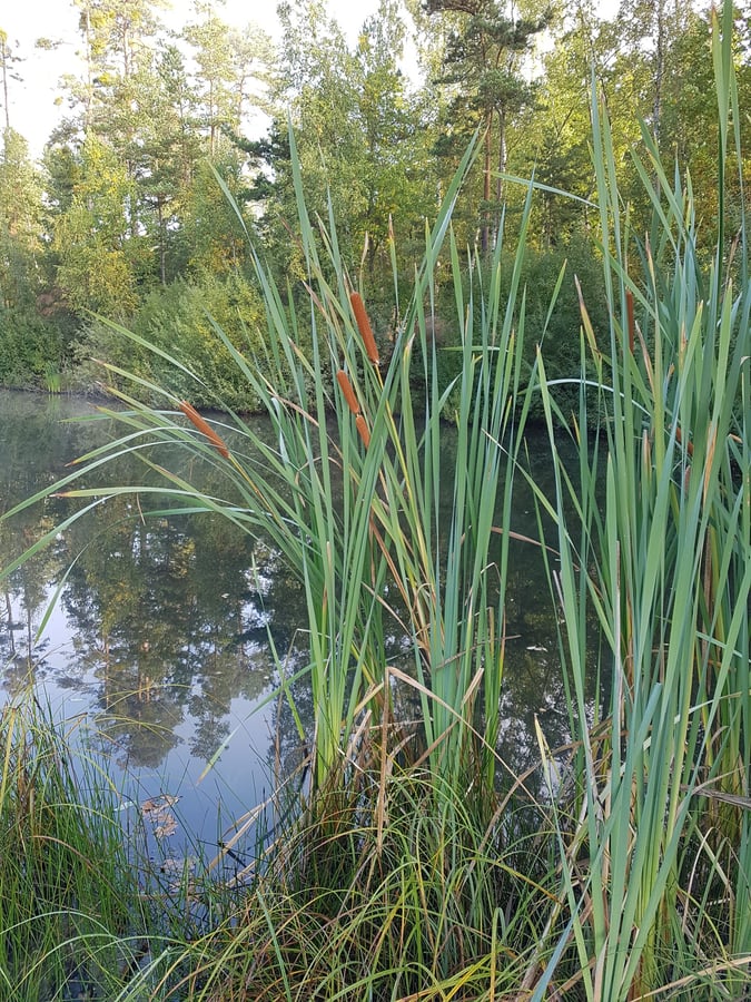 Orobinec úzkolistý / Typha angustifolia L.