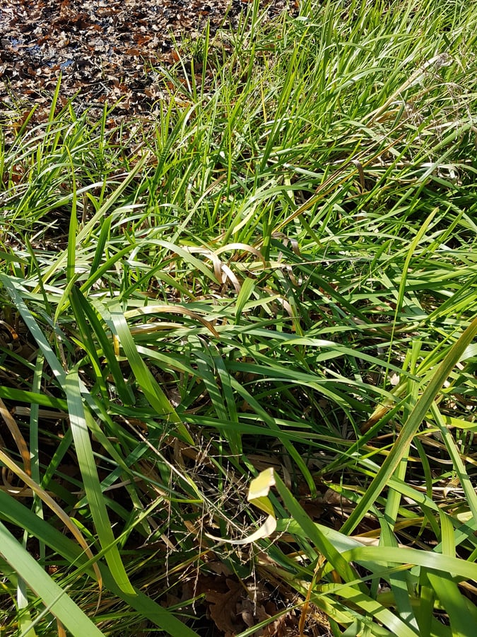 Ostřice štíhlá / Carex acuta