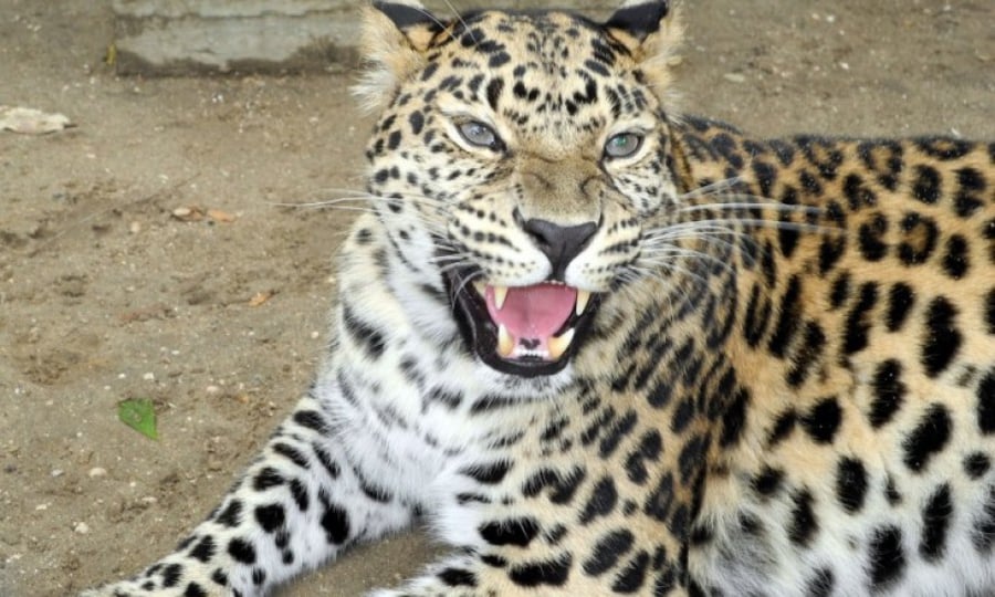 http://zoo.nikolaev.ua/en