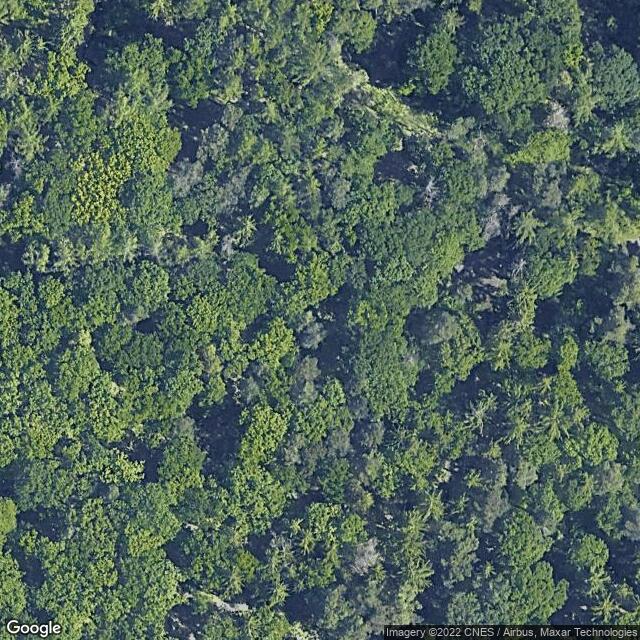 Several rowan trees