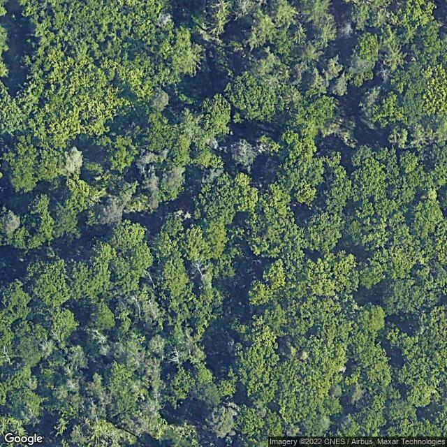 blackberry bushes