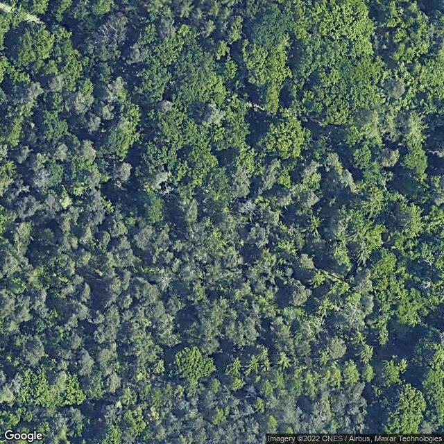 Thickets of blueberries.