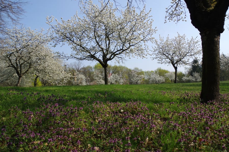 Třešňový sad Palírka