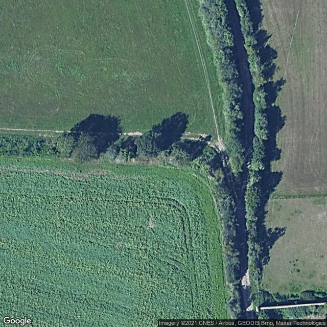 Apple Tree