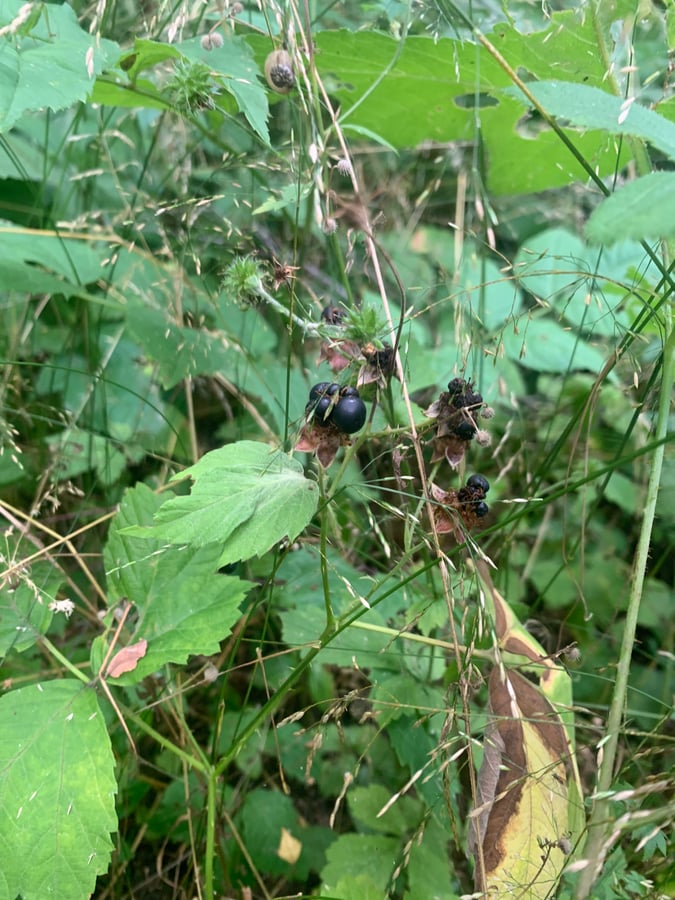 Blackberry