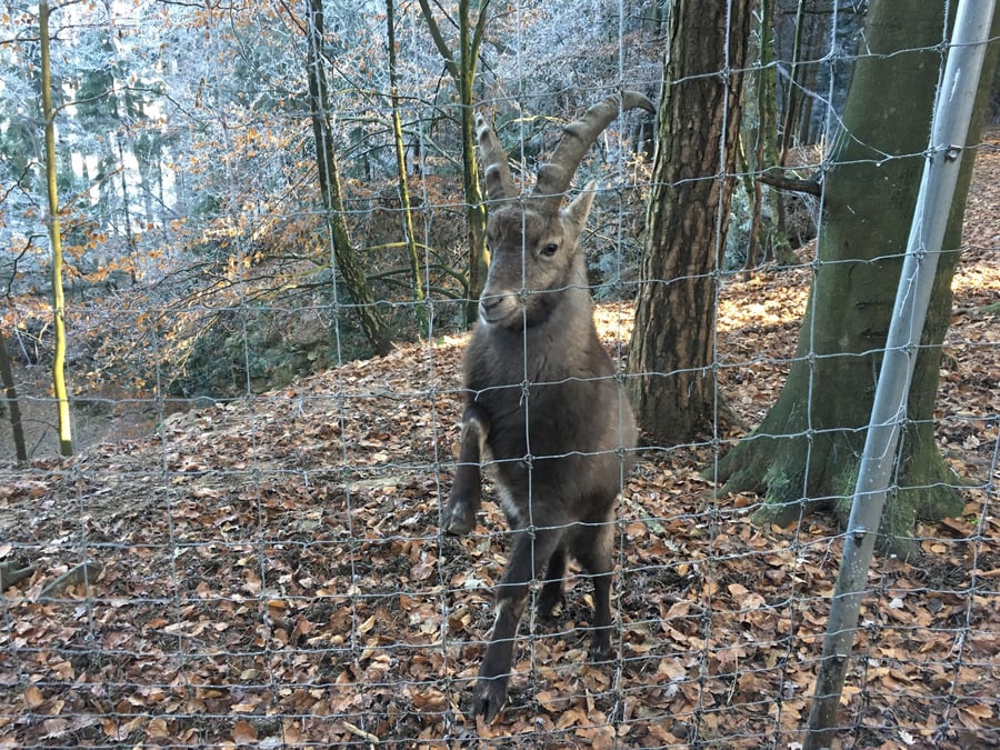 Wildgehege Waldmuseum Steinbruchsee Furth im Wald-Sengenbühl