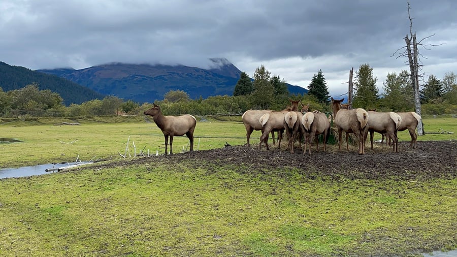Alaska Wildlife Conservation Center AK