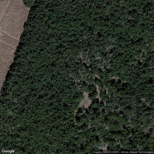 Parallel Forest OK
