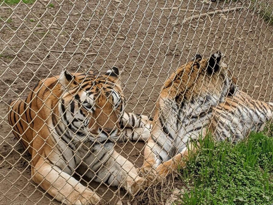 Carolina Tiger Rescue NC