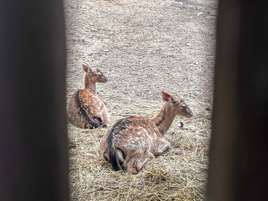 Zookoutek Malá Chuchle