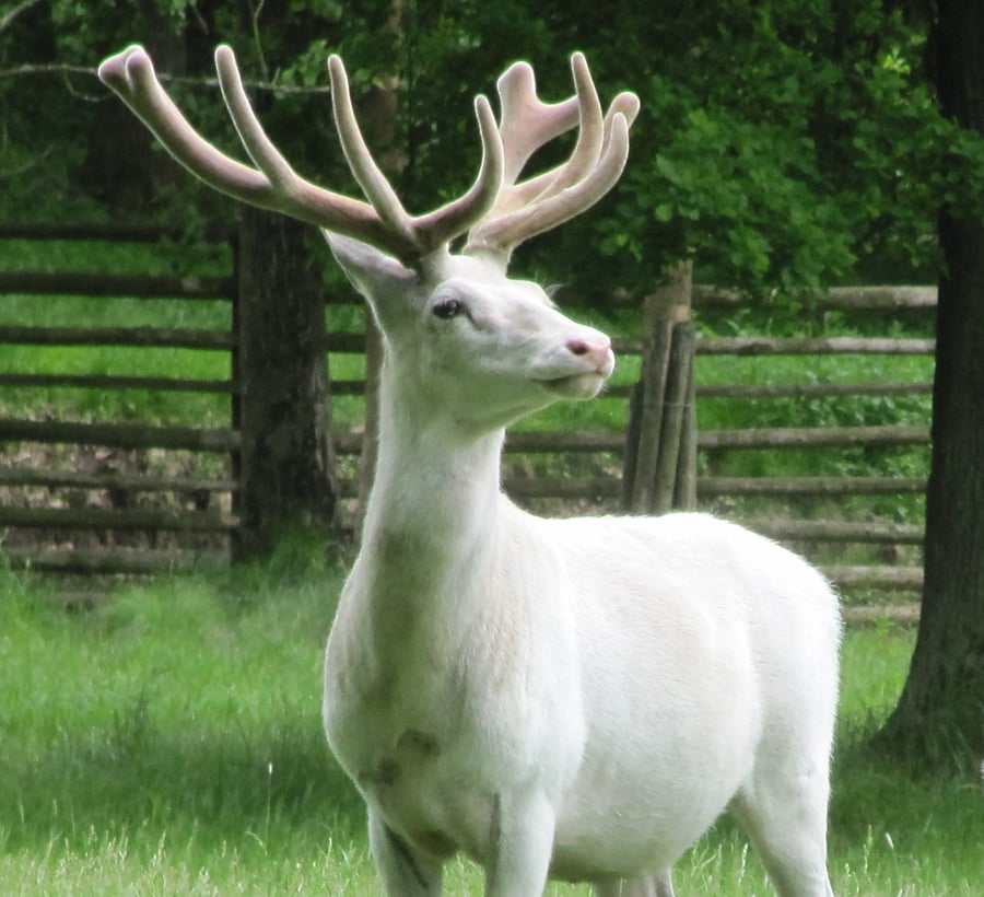 Der weiße Hirsch in Kladská Geohry Mapotic