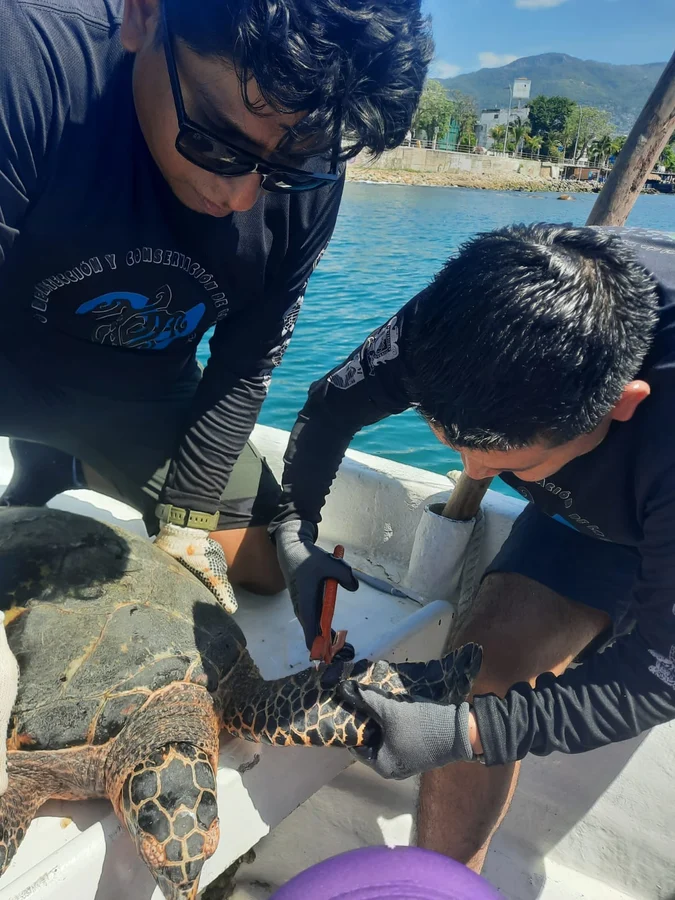 Centro ECOMAR-UAGro (Centro de Protección y Conservación de la Tortuga Marina).