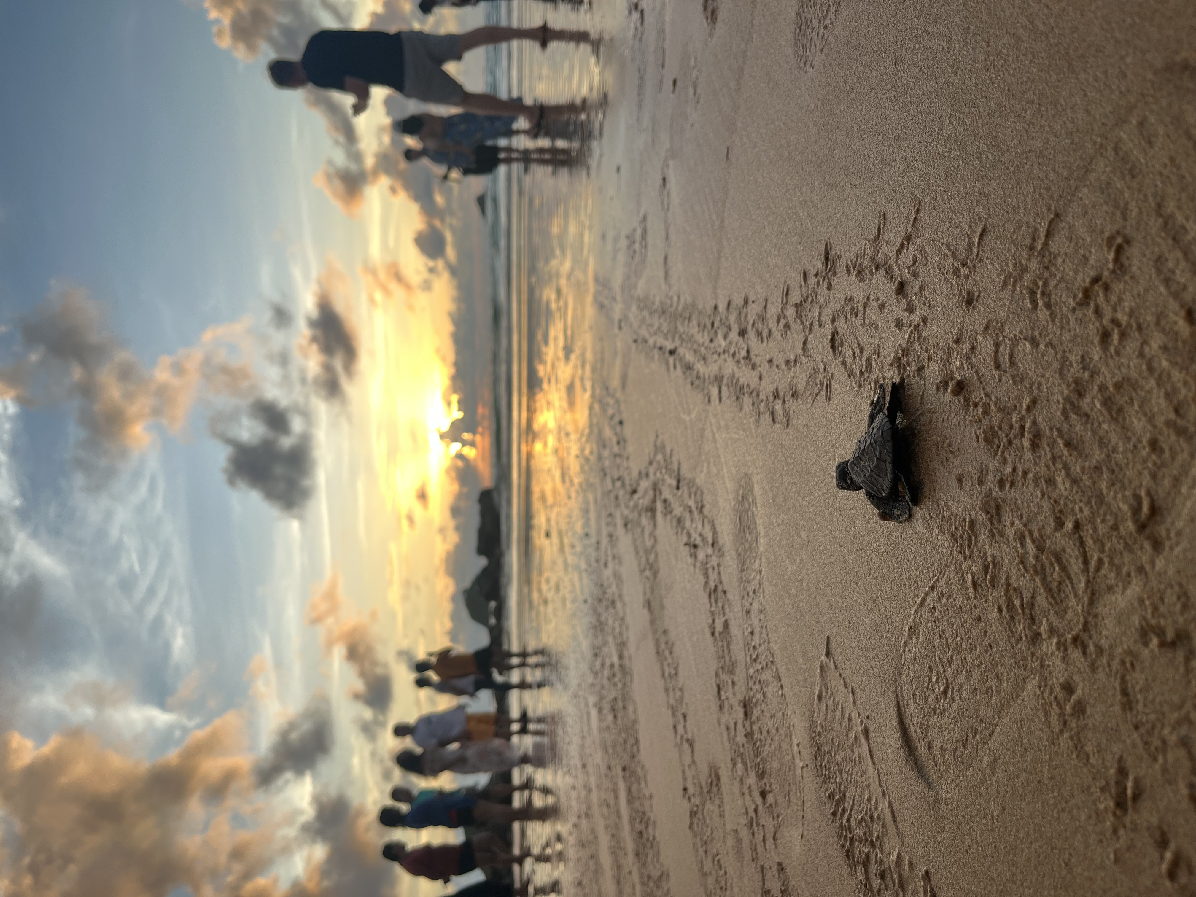 El Nido Marine Turtle Conservation Network