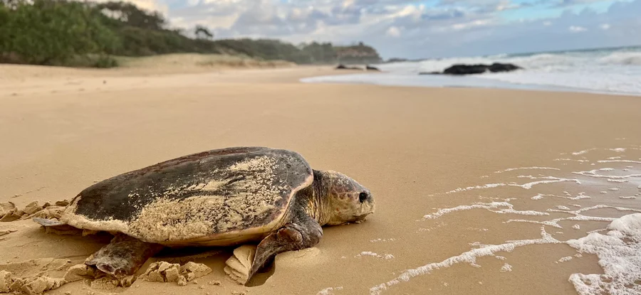 Coolum & North Shore Coast Care