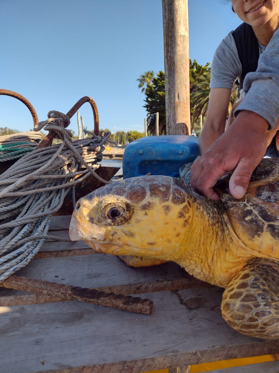 Buenos Aires - Bycatch Reduction