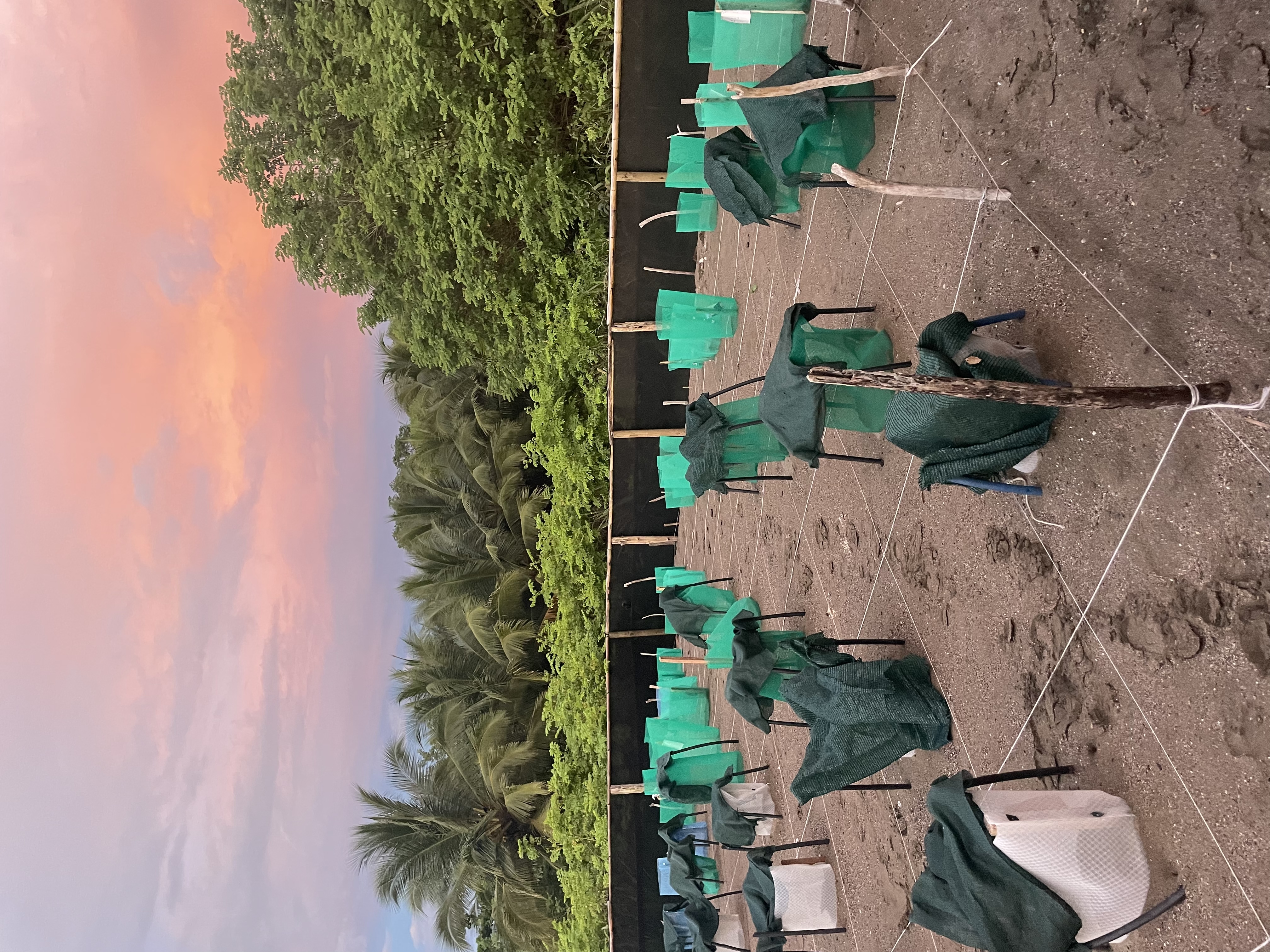 Turtle Conservation Project Ario Beach