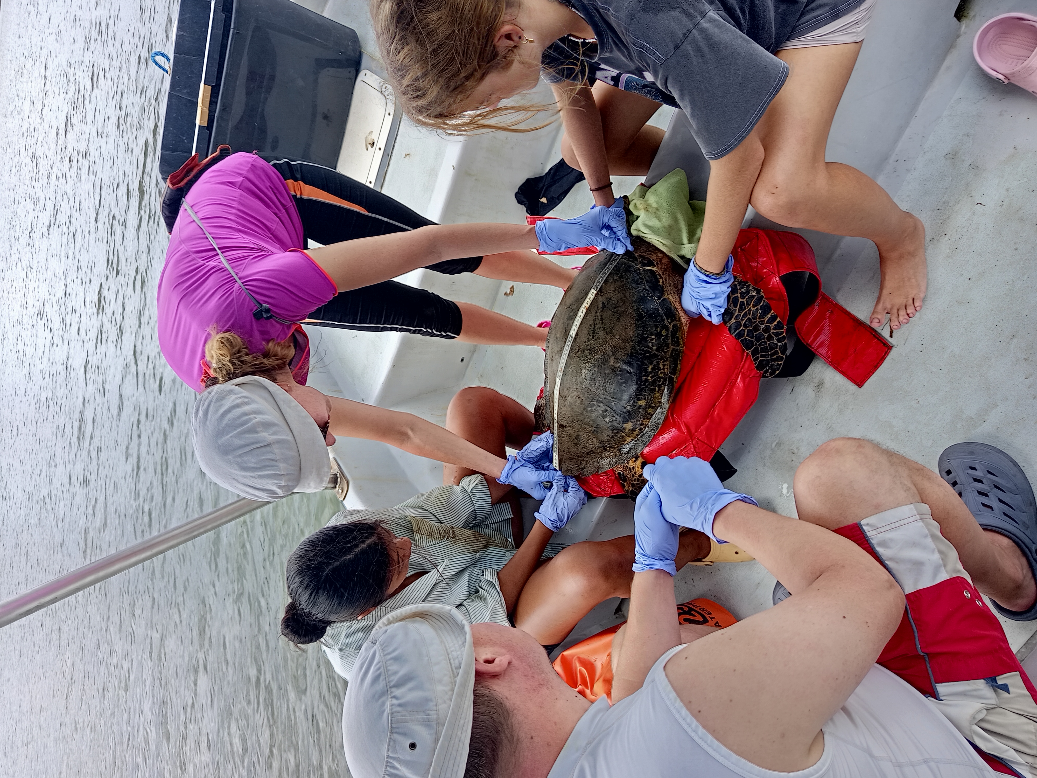 Latin American Sea Turtles (LAST)