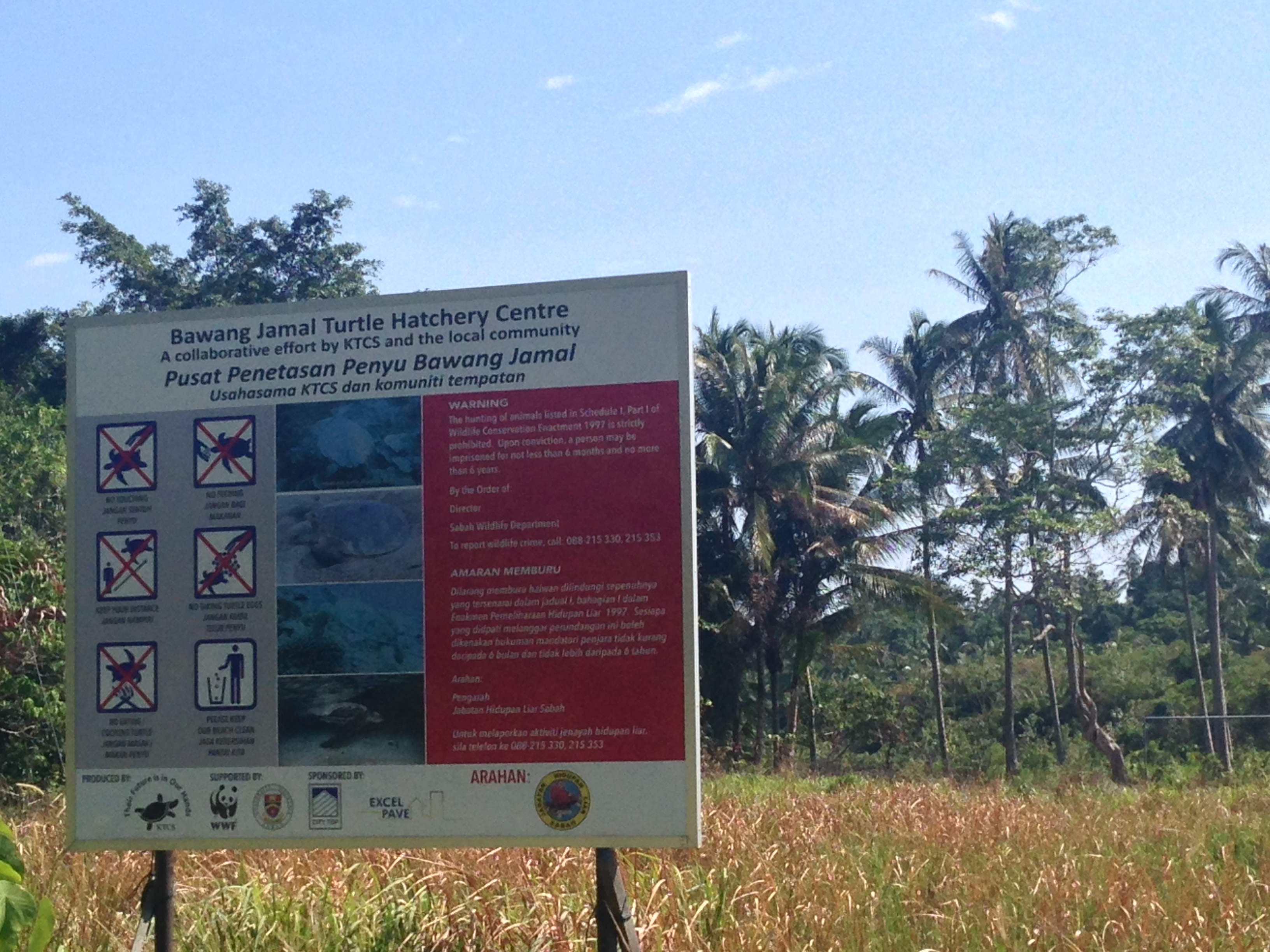 Kudat Turtle Conservation Society