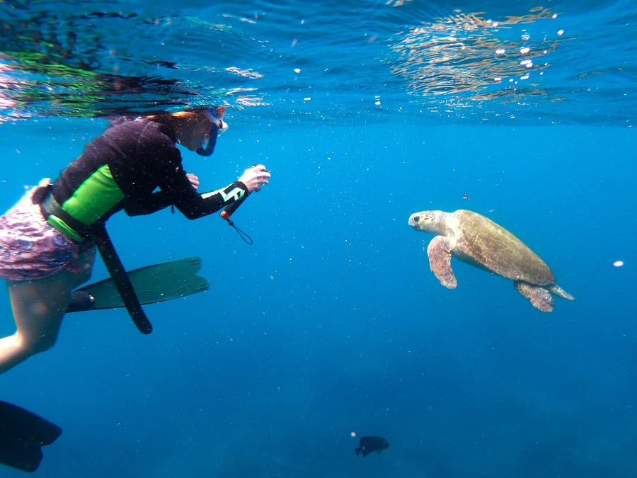 SA Turtles Citizen Science Initiative