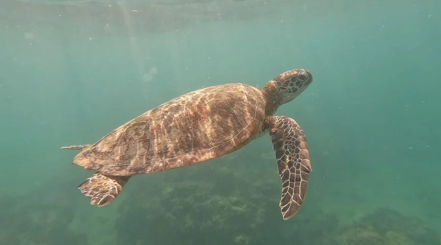 Juara Turtle Project