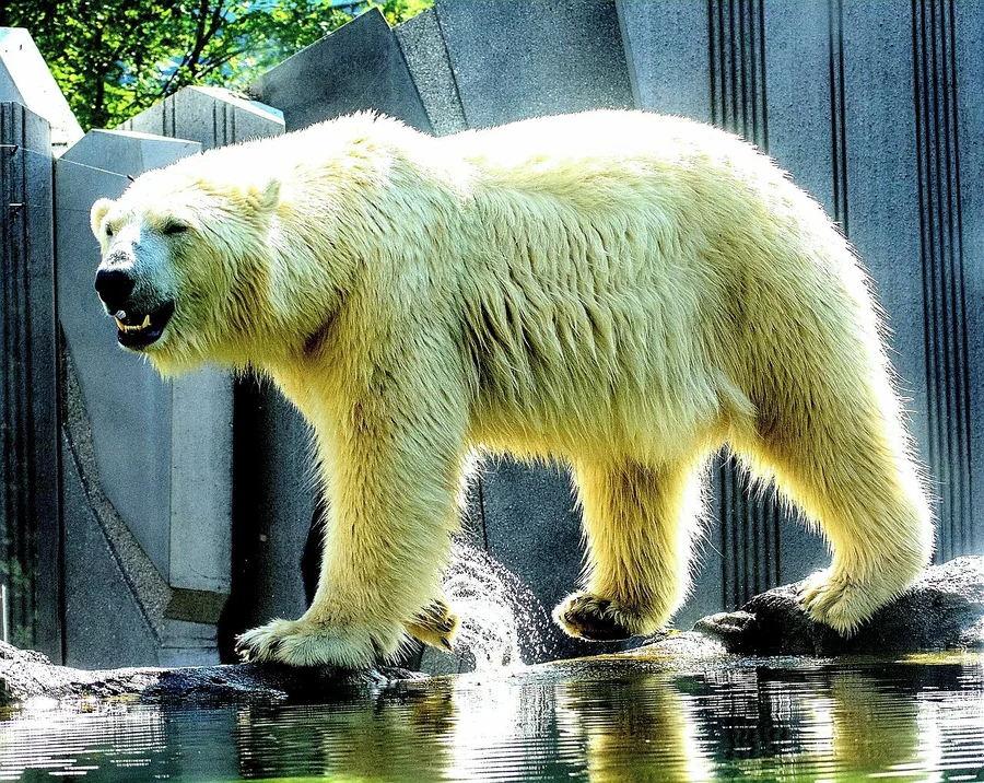 Prague Zoo - Troja