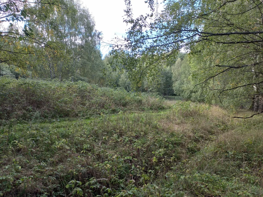 Labuť