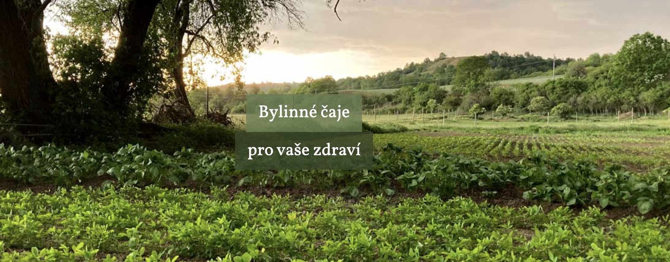 Zdislavatea