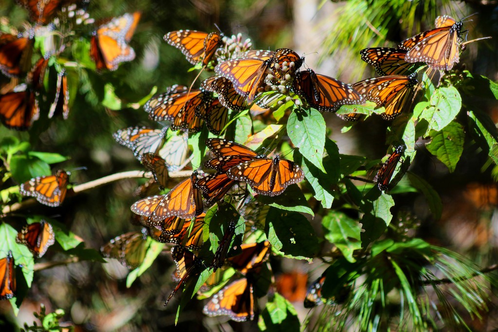 Monarch Butterfly Biosphere Reserve