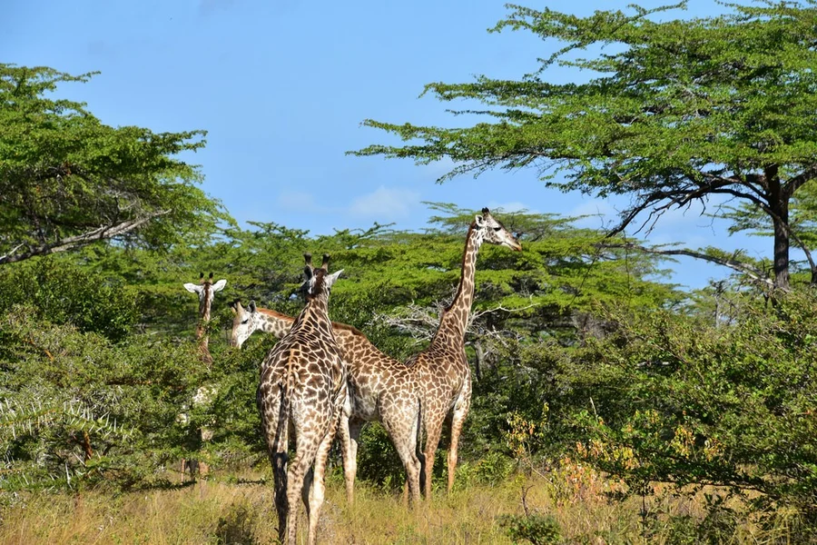 Selous Game Reserve