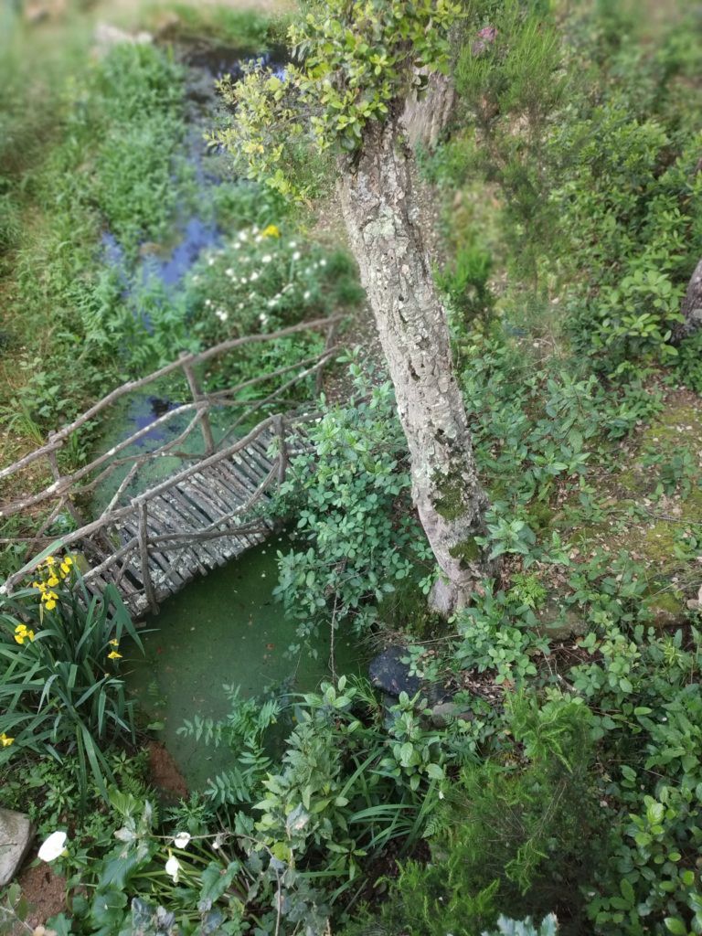 Allying with Nature