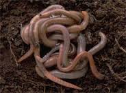Rhizomy