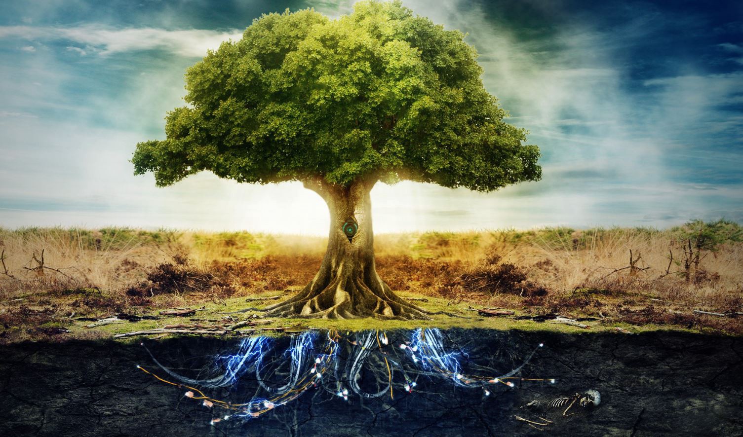 Friend of Trees