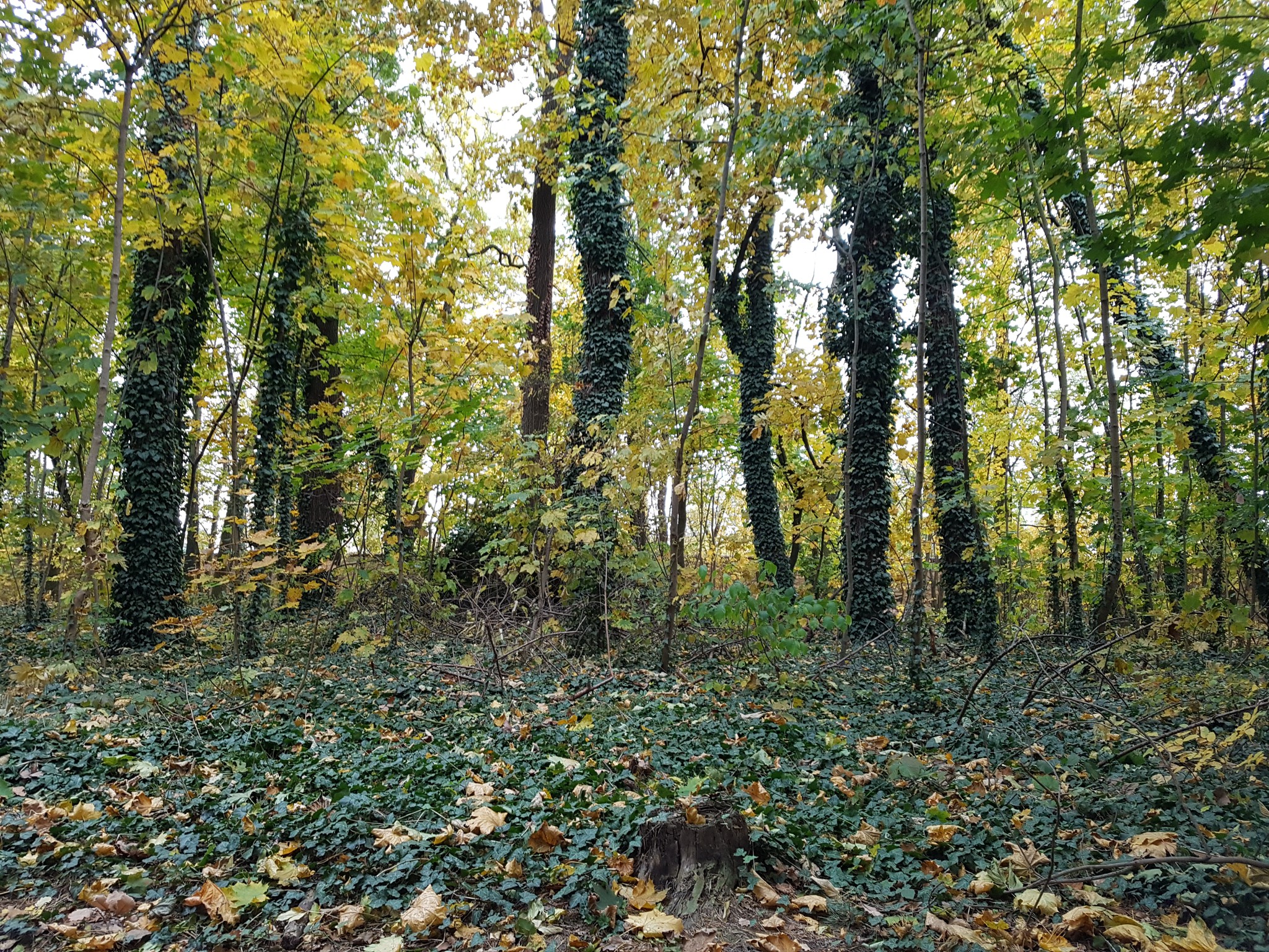 Břečťan popínavý / Hedera helix