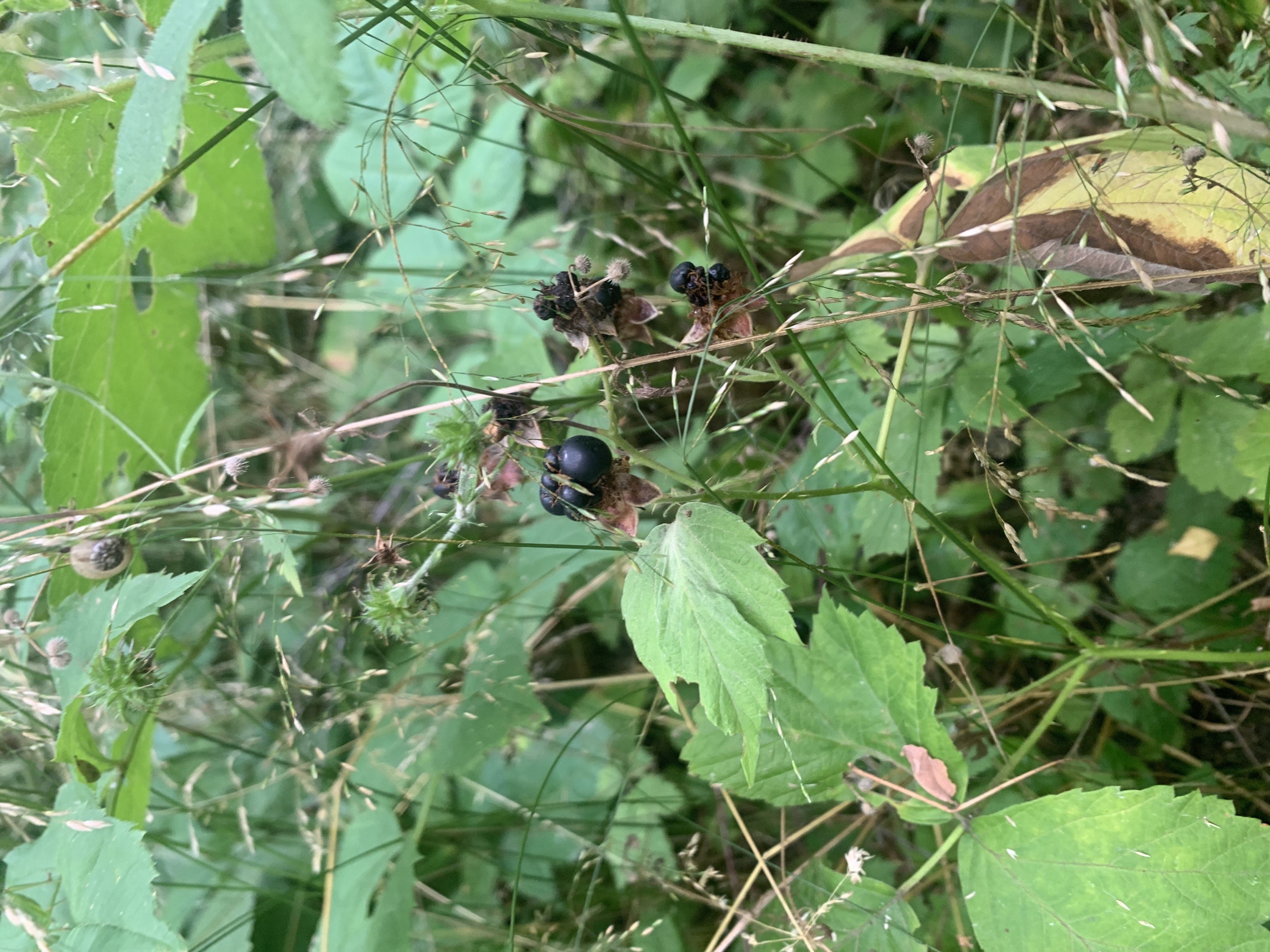 Blackberry